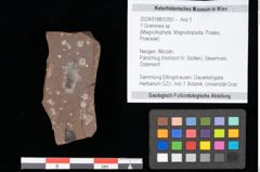 Foto (Objekt + Etikett) von Graminea ? sp.  (NHMW-GEO-2024-0188-0392)